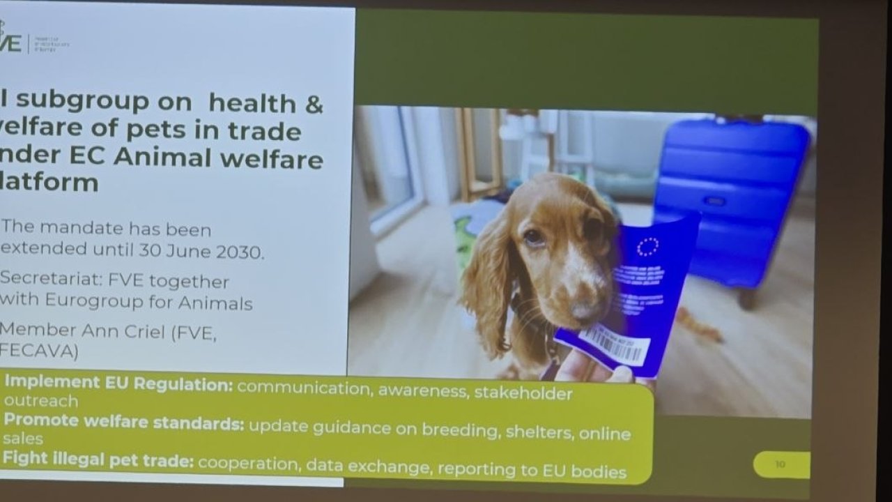 New EU Regulation on the Traceability of Cats and Dogs and Systemic Resilience: Outcomes of the Dedicated Session at the 2026 FVE General Assembly.