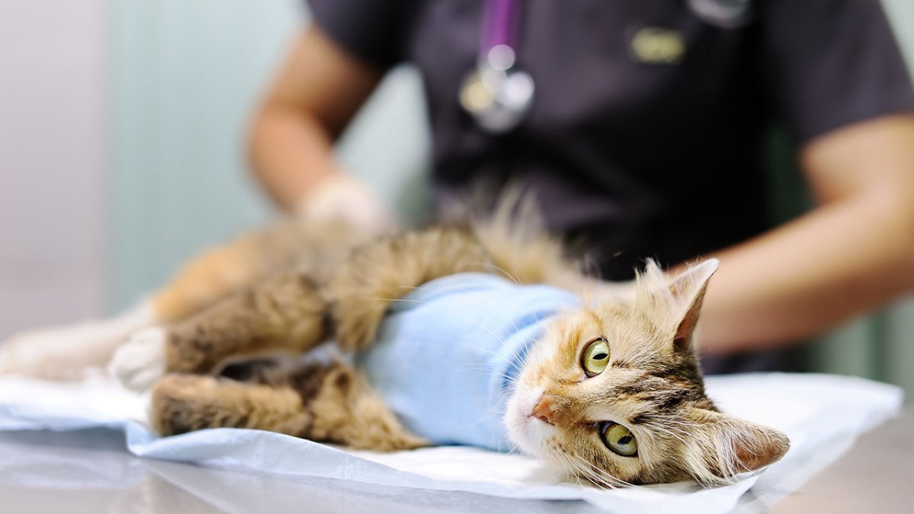 #SaveVets_SafePets