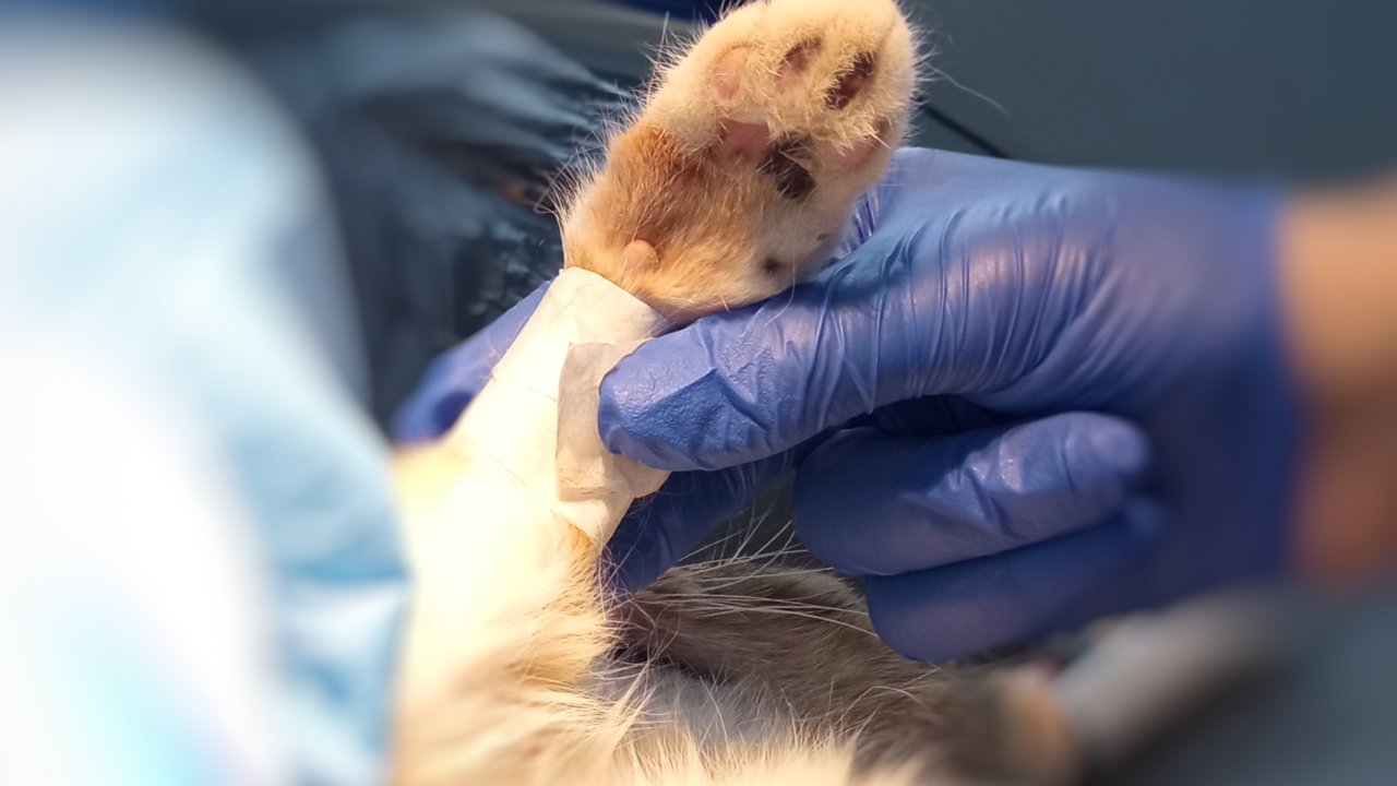Благодійний проєкт «SAVE PETS – SAVE  VETS» стартував