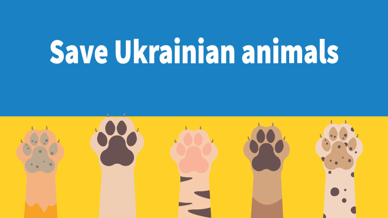 Completion of the project #SavePets_SaveVets